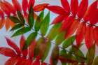 Red and green leaves in ice Art Print